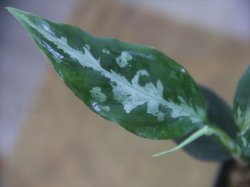 画像3: Aglaonema pitum "TG-7" from Tigalingga【HW1123-01g】No.13