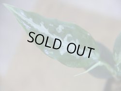 画像3: Aglaonema pitum "TG-7" from Tigalingga【HW1123-01g】No.13