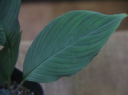 画像3: Homalomena sp. "type Garuda Wing" from Pulau Lingga【HW0824-1】