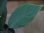 画像3: Homalomena sp. "type Garuda Wing" from Pulau Lingga【HW0824-1】 (3)
