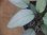 画像3: Homalomena humilis "Shirogane SGR" from Pulau Lingga【HW0824-04】 (3)