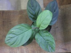 画像2: Homalomena sp. "Hisoku" SGR from Padang Sidempuan【HW1123-06】