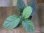 画像2: Homalomena sp. "Hisoku" SGR from Padang Sidempuan【HW1123-06】 (2)