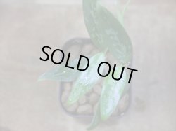 画像3: Aglaonema vittatum from Pulau Lingga【HW0824-02】