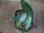 画像3: Aglaonema vittatum from Pulau Lingga【HW0824-02】 (3)