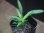 画像1: Codonoboea dentata from Pulau Lingga【HW0824-6】 (1)