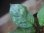 画像3: Aglaonema neblosum from Pulau Lingga【HW0622-02】 (3)