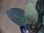 画像3: Homalomena humilis "type GRR" from Pulau Lingga【HW0824-05】 (3)