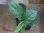 画像1: Homalomena sp. from Padang Sidempuan【HW1123-06】 (1)