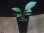 画像4: Homalomena sp. "type Garuda Wing" from Pulau Lingga【HW0824-1】 (4)