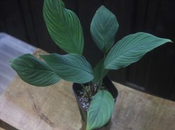 画像1: Homalomena sp. "type Garuda Wing" from Pulau Lingga【HW0824-1】