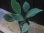 画像1: Homalomena sp. "type Garuda Wing" from Pulau Lingga【HW0824-1】 (1)