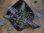 画像2: Cryptocoryne striolata Tauai PP-250209-5 Kapuas hulu KAL-BAR (2)
