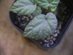 画像3: Begonia flacca "玉蟲" PP-170623-27 Kon-Sel Sulawesi Tenggara