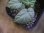 画像3: Begonia flacca "玉蟲" PP-170623-27 Kon-Sel Sulawesi Tenggara (3)