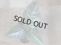 画像1: Aglaonema rotundum "2016" 【HW0824-01】PP-160207-2 AP Aceh SUMATRA