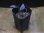 画像4: Cryptocoryne striolata "ブルゴーニュレッド" PP-241107 Berau KAL-TIM (4)