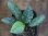 画像1: Schismatoglottis conoidea "雨虎" PP-250207-7 LU Kapuas hulu KAL-BAR (1)