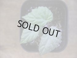 画像1: Begonia flacca "玉蟲" PP-170623-27 Kon-Sel Sulawesi Tenggara