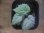 画像1: Begonia flacca "玉蟲" PP-170623-27 Kon-Sel Sulawesi Tenggara (1)