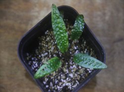 画像1: Cryptocoryne keei ID-240911-3 Landak KAL-BAR