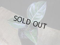 画像2: Aglaonema rotundum "2016" 【HW0824-01】PP-160207-2 AP Aceh SUMATRA