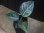 画像2: Aglaonema rotundum "2016" 【HW0824-01】PP-160207-2 AP Aceh SUMATRA (2)