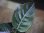 画像3: Aglaonema rotundum "2016" 【HW0824-01】PP-160207-2 AP Aceh SUMATRA (3)