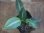画像1: Schismatoglottis conoidea PP-250207-8 LU Kapuas hulu KAL-BAR (1)
