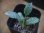 画像2: Schismatoglottis conoidea "雨虎" PP-250207-7 LU Kapuas hulu KAL-BAR (2)