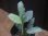 画像2: Schismatoglottis conoidea "雨虎" PP-250207-7 LU Kapuas hulu KAL-BAR (2)