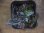 画像2: Cryptocoryne striolata Tauai PP-250209-5 Kapuas hulu KAL-BAR (2)