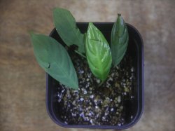 画像3: Schismatoglottis sp. "Cliff" PP250206 Kapuas hulu KAL-BAR