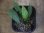 画像3: Schismatoglottis sp. "Cliff" PP250206 Kapuas hulu KAL-BAR (3)