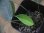 画像2: Schismatoglottis sp. "Cliff" PP250206 Kapuas hulu KAL-BAR (2)