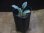 画像4: Schismatoglottis conoidea "雨虎" PP-250207-7 LU Kapuas hulu KAL-BAR (4)