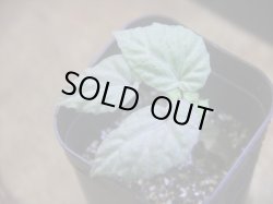 画像2: Begonia flacca "玉蟲" PP-170623-27 Kon-Sel Sulawesi Tenggara