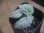 画像2: Begonia flacca "玉蟲" PP-170623-27 Kon-Sel Sulawesi Tenggara (2)
