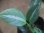 画像3: Schismatoglottis conoidea PP-250207-8 LU Kapuas hulu KAL-BAR (3)