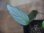 画像1: Homalomena sp. "Silver-leef" PP250204-1 KK Kapuas hulu KAL-BAR (1)