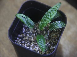 画像2: Cryptocoryne keei ID-240911-3 Landak KAL-BAR