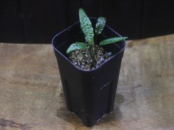 画像4: Cryptocoryne keei ID-240911-3 Landak KAL-BAR
