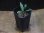 画像4: Cryptocoryne keei ID-240911-3 Landak KAL-BAR (4)