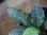 画像3: Schismatoglottis conoidea "雨虎" PP-250207-7 LU Kapuas hulu KAL-BAR (3)