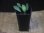 画像4: Schismatoglottis sp. "Cliff" PP250206 Kapuas hulu KAL-BAR (4)