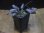 画像4: Cryptocoryne striolata Tauai PP-250209-5 Kapuas hulu KAL-BAR (4)