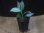 画像4: Schismatoglottis conoidea PP-250207-8 LU Kapuas hulu KAL-BAR (4)