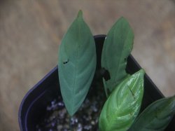 画像2: Schismatoglottis sp. "Cliff" PP250206 Kapuas hulu KAL-BAR