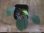 画像3: Schismatoglottis sp. "Cliff" PP250206 Kapuas hulu KAL-BAR (3)