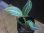 画像2: Schismatoglottis conoidea PP-250207-8 LU Kapuas hulu KAL-BAR (2)